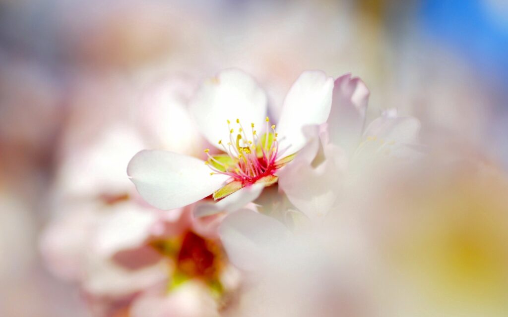 Delicate Pink & White Flower Close-Up Wallpaper - Spring Light Beauty