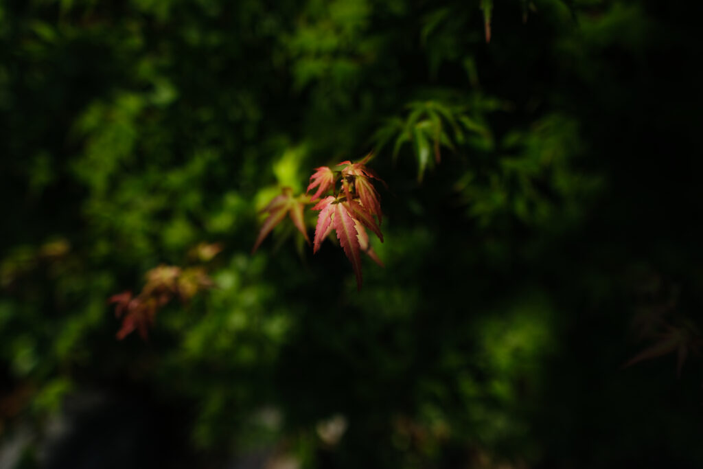 Maple leaves in soft red hues on branch with blurred green background tranquil nature wallpaper