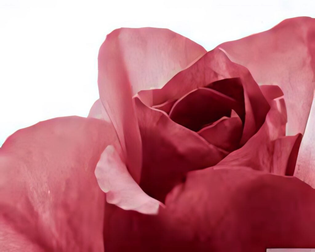 Close-Up Red Rose Petals Wallpaper: Delicate Texture & Rich Color