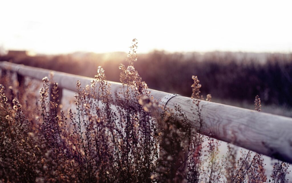 Soft sunlight illuminates delicate herbs by a rustic log fence in a warm tranquil field background Wallpaper