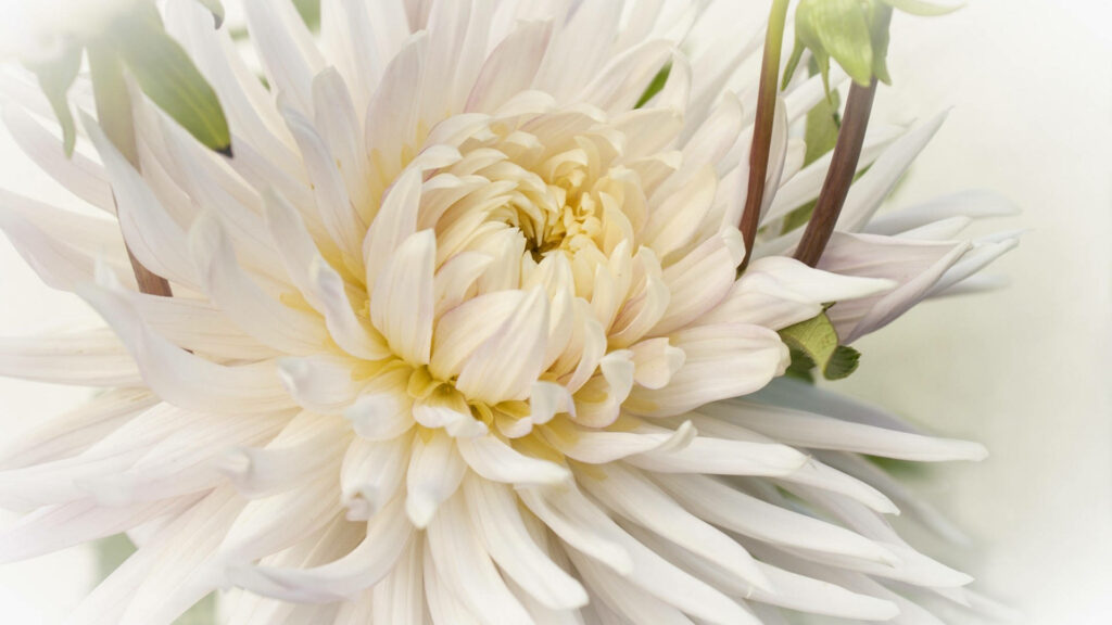 Close-up of white and pale yellow dahlia flower with delicate petals and soft green background Wallpaper