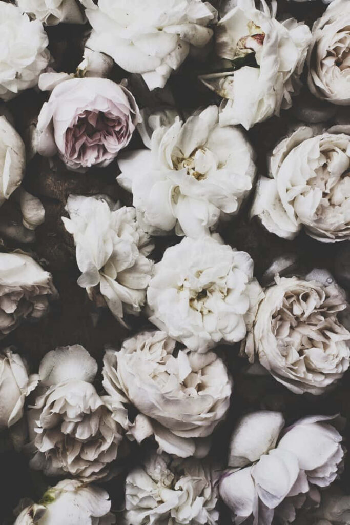 Elegant Vintage Wallpaper: Soft Wilted Roses for iPhone Background