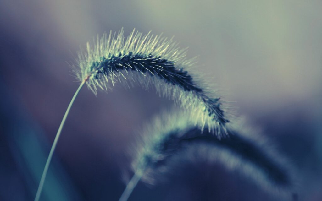 Delicate Fluffy Grass Stems Close-Up Wallpaper Background