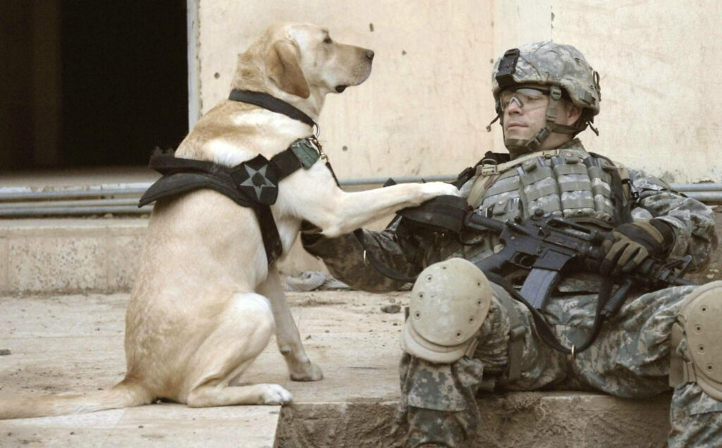 Guardians of the Battlefield: Majestic Military Dogs Stand Strong in HD Art Wallpaper