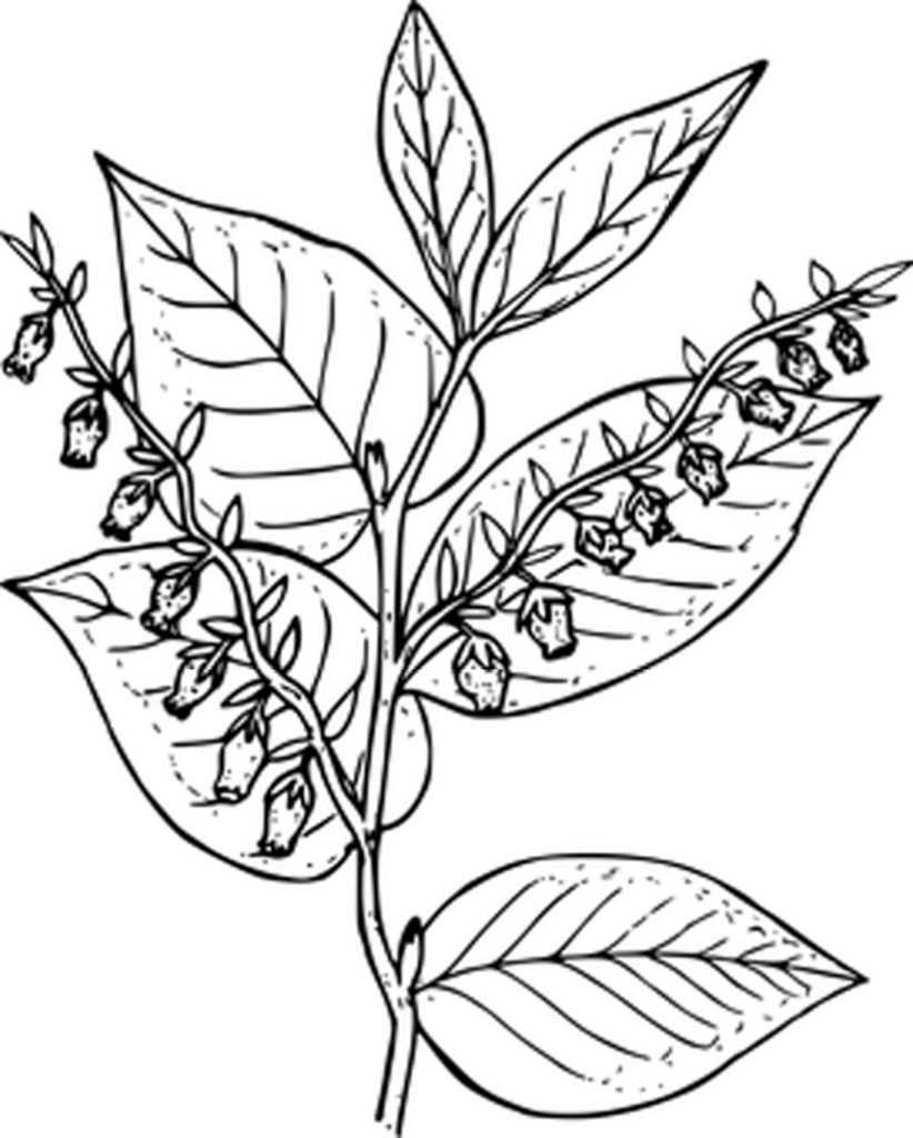 Solid Black Background Image for Creative Use - Abstract Design Wallpaper