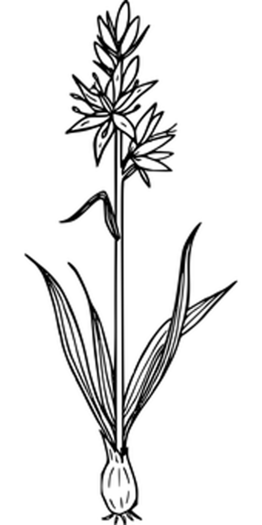 Minimalist Solid Black Background Wallpaper for Layering Designs