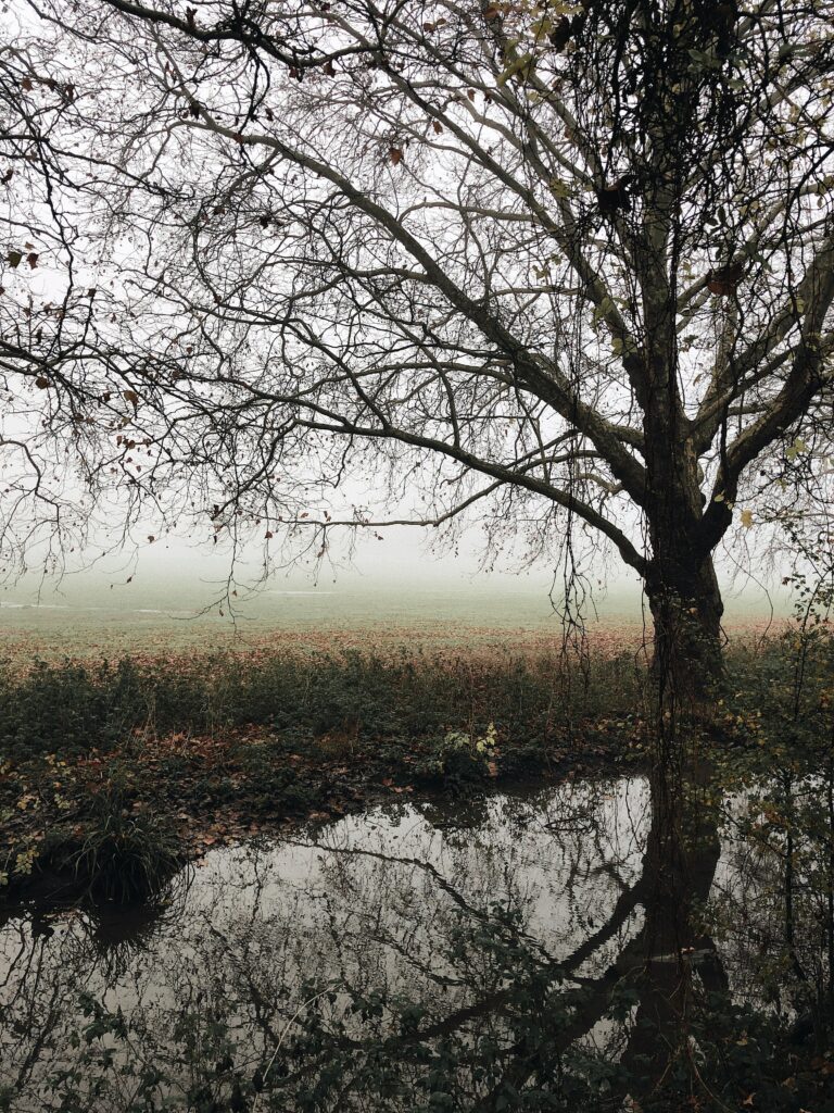 Solitary autumn tree with sparse leaves by calm river in foggy landscape with fallen leaves Wallpaper