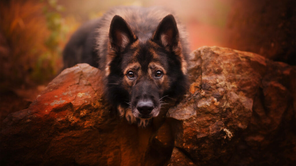 Majestic Solitude: Captivating German Shepherd Posing in Rocky Serenity Wallpaper
