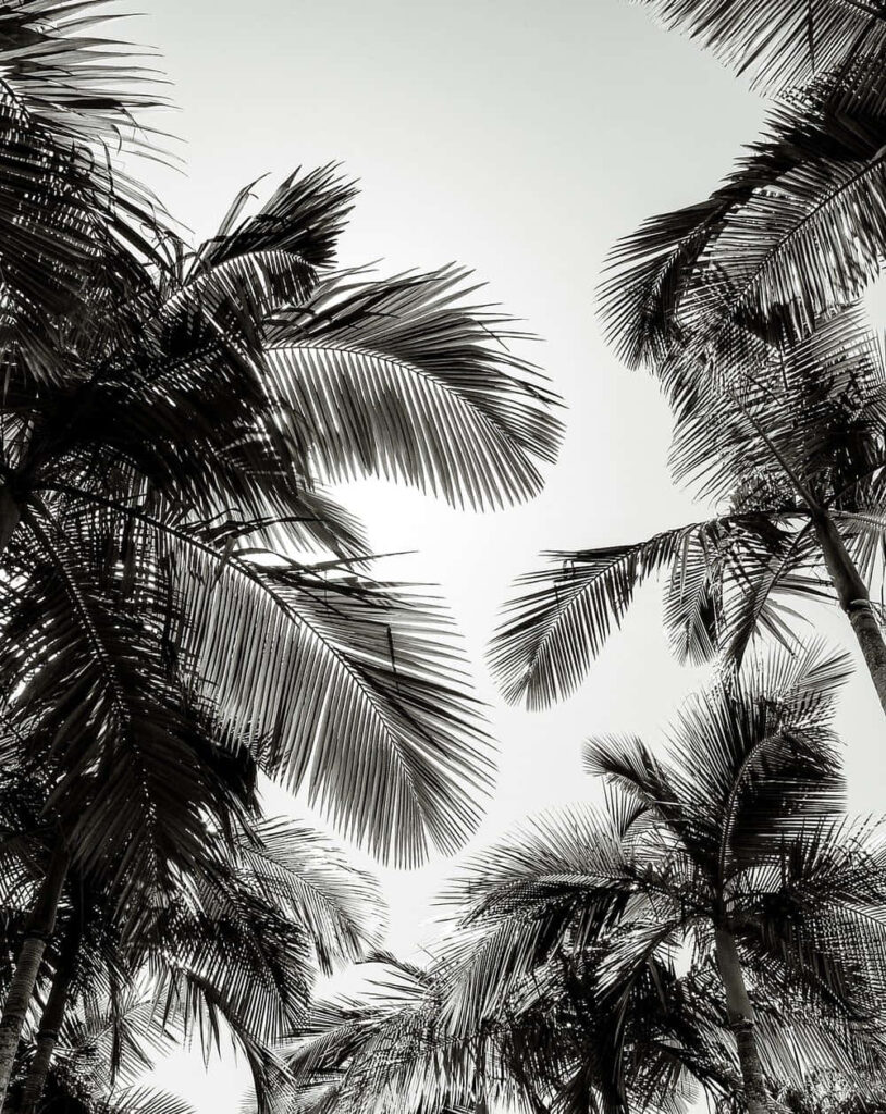 Solitary Elegance: Capturing the Dramatic Beauty of a Black and White Palm Tree Against a Serene Shoreline Wallpaper