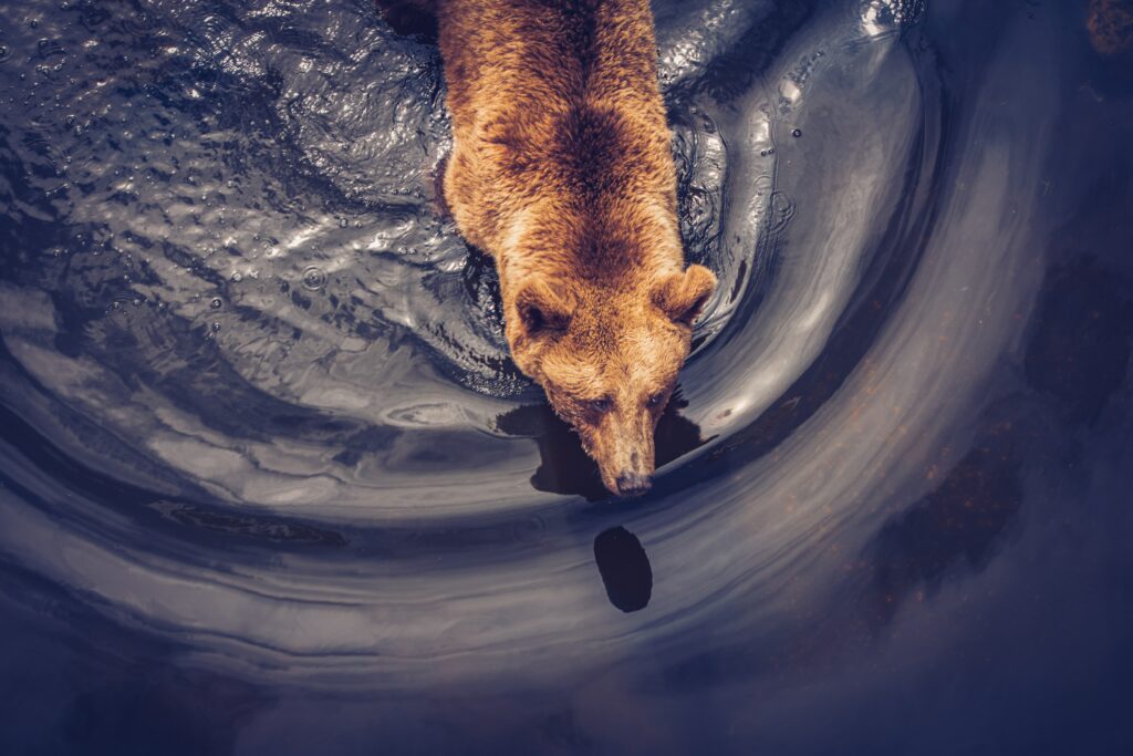 Solitary Brown Bear in Tranquil Water: Nature's Captivating Wallpaper