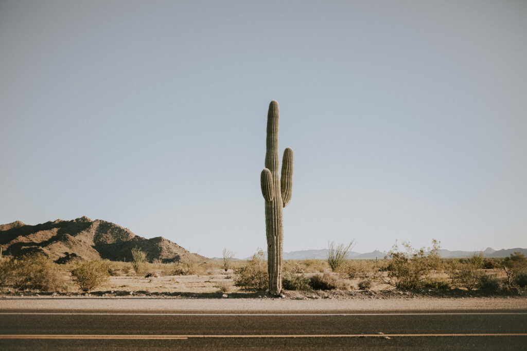 Solitary cactus beside winding desert road with rugged mountains and sparse vegetation wallpaper