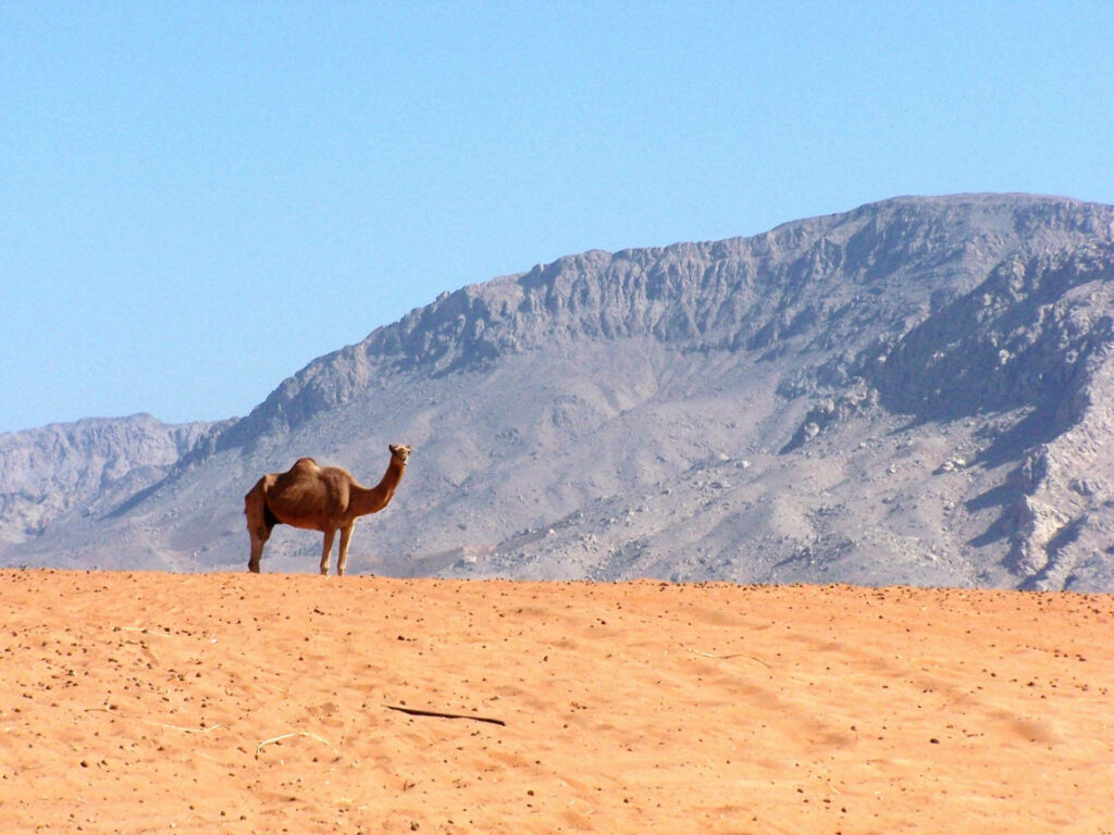 Solitary camel on golden desert sands with rugged mountains under clear blue sky wallpaper background