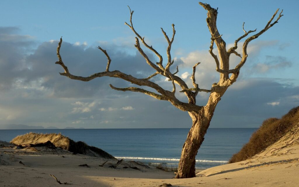 Solitary dead tree in sandy landscape with calm blue water and soft morning light background Wallpaper