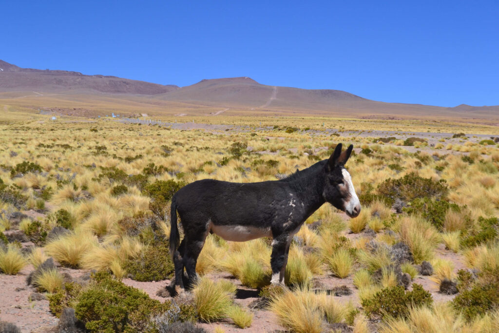 Solitary donkey in sunlit dry grass field with clear blue sky rural tranquility landscape wallpaper