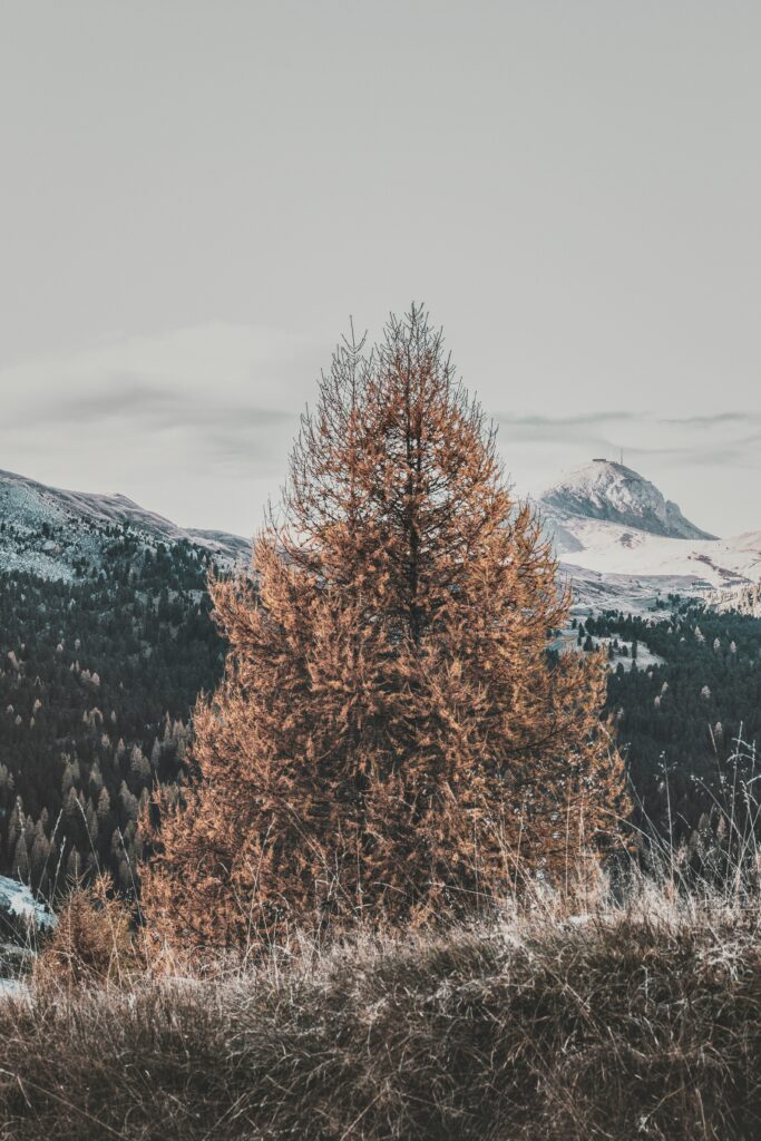 Solitary dry tree with rugged mountains and muted earthy tones in a serene natural landscape wallpaper