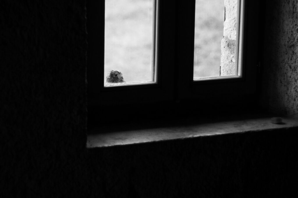 Solitary Falcon Wallpaper: Poignant Black & White Window Scene