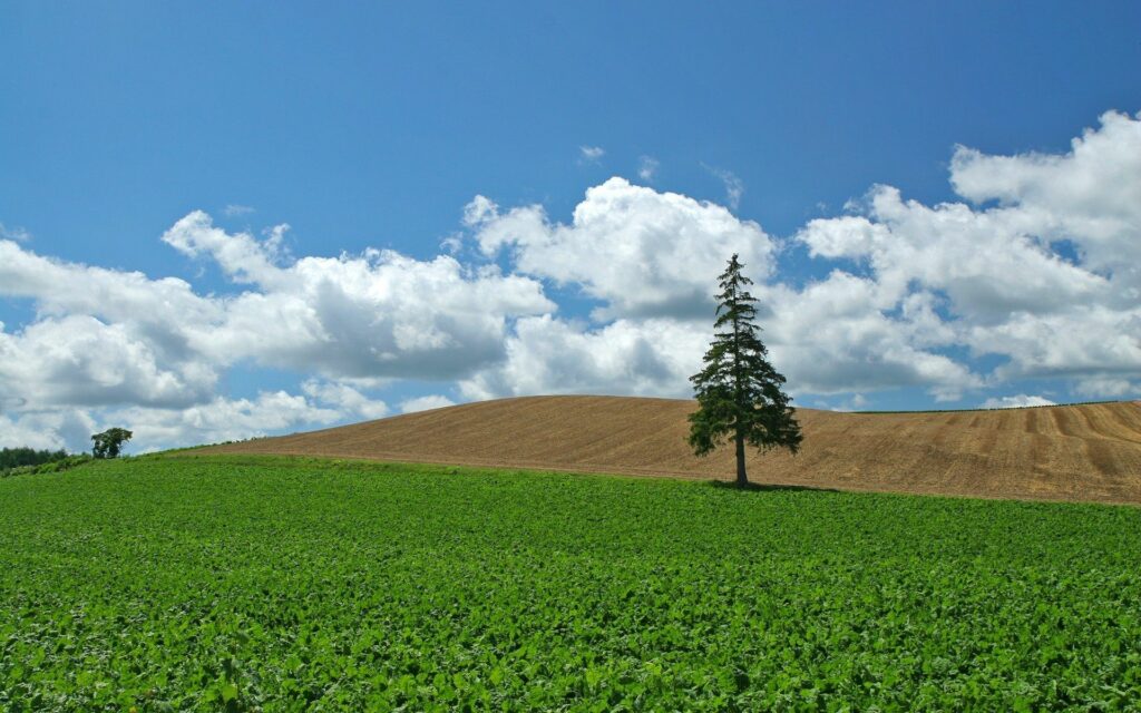 Solitary fir tree on rolling hill dividing green and golden fields under blue sky with clouds Wallpaper