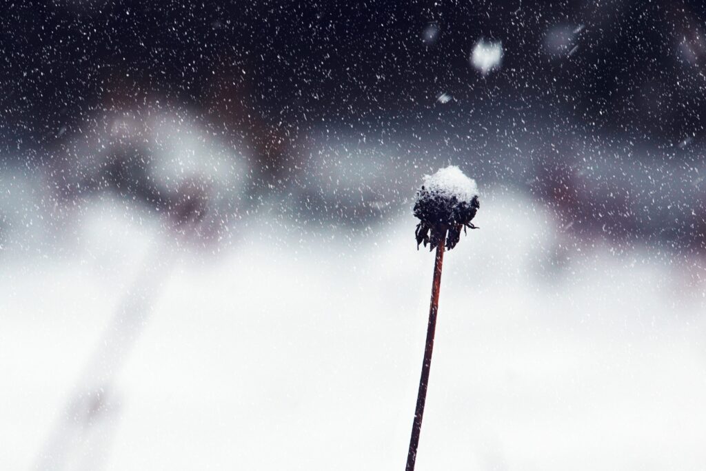 Serene Snowy Background: Solo Flower with Snow-Covered Stem Wallpaper