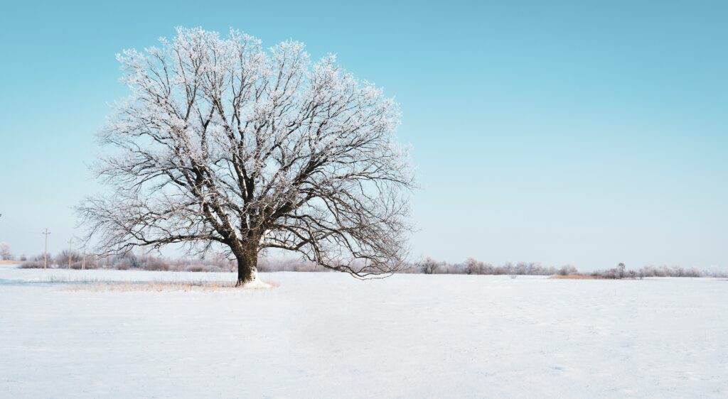 Solitary frosted tree in snowy field under clear blue sky peaceful winter landscape wallpaper