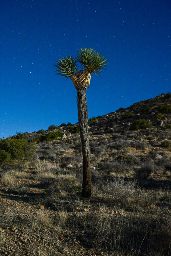 Solitary Joshua tree silhouette under clear starry night sky in rugged desert landscape wallpaper