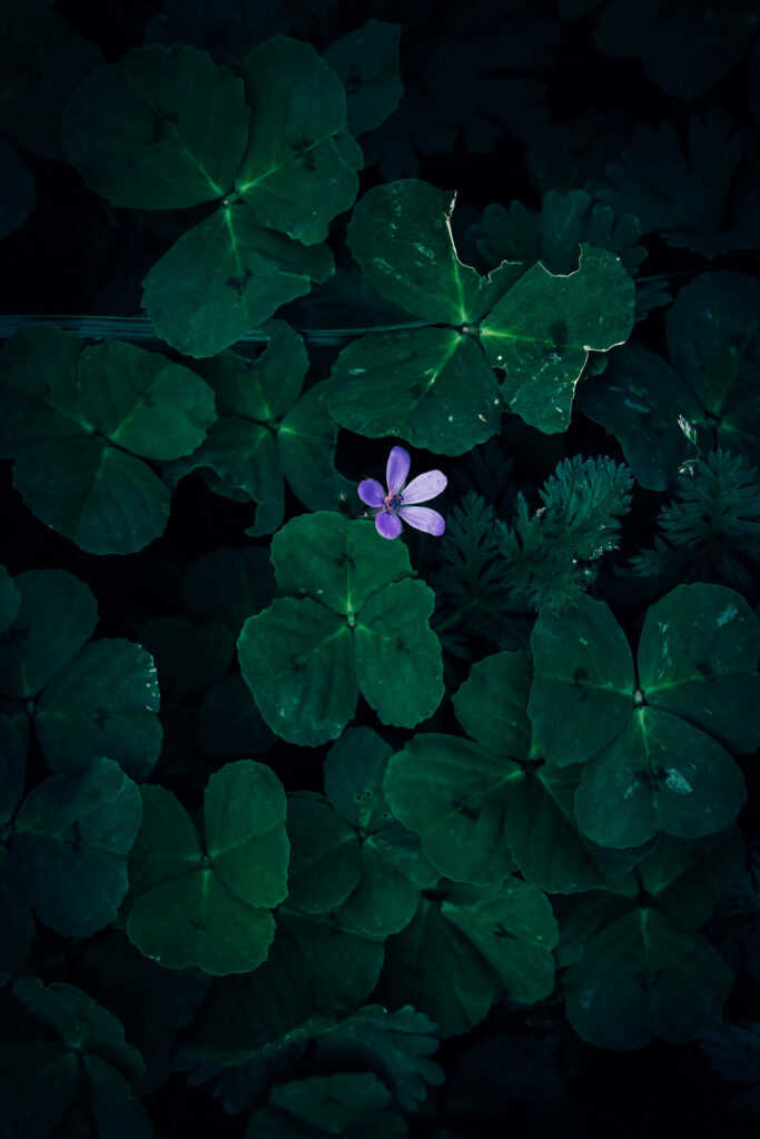 Captivating Light Purple Flower in Dark Green Foliage Wallpaper