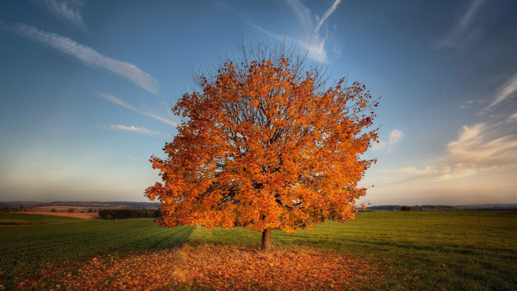 Autumn's Serenade: Captivating Solitude in a Fiery Maple Oasis - 2560x1440 Vibrant Fall Spectacle Wallpaper