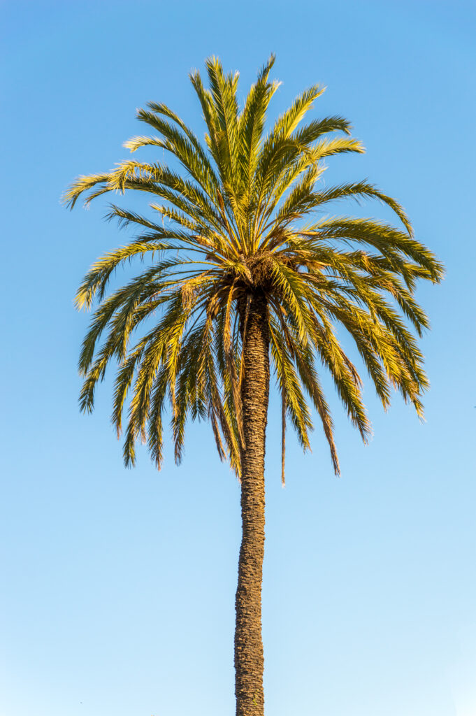Solitary palm tree with lush green leaves against clear blue sky minimalist calm wallpaper background