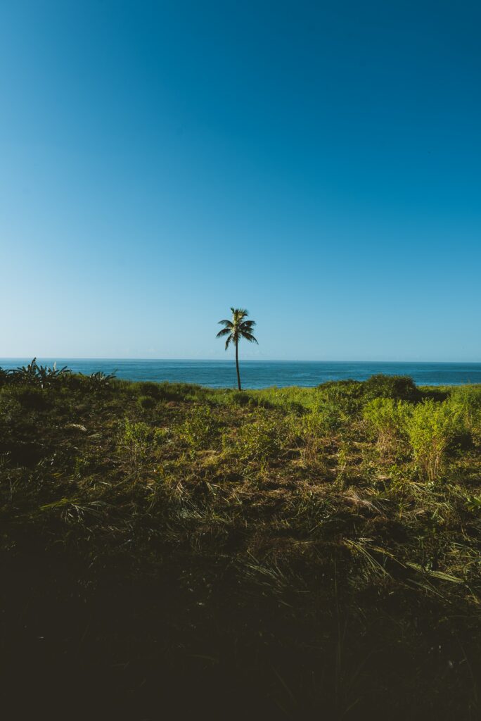 Solitary palm tree by calm blue sea with wild grass under clear sky serene landscape wallpaper