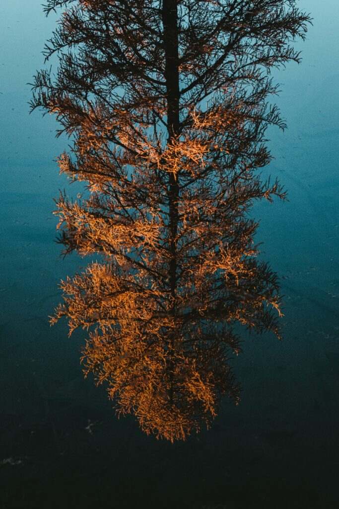 Solitary pine tree reflected in calm blue water with warm sunlight and deep shadow contrasts Wallpaper