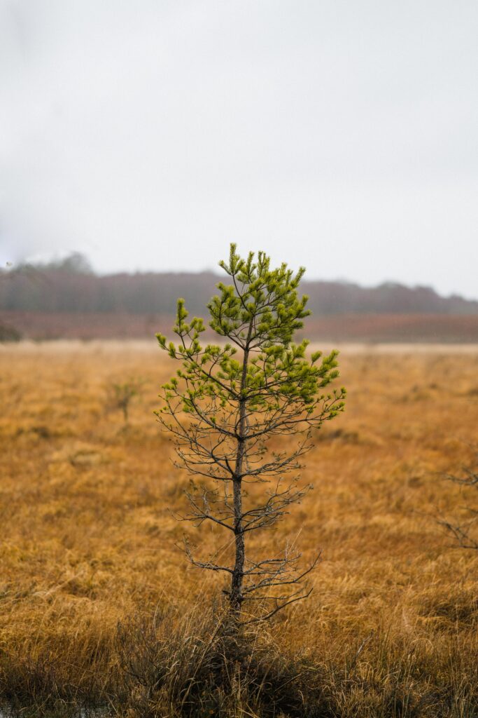 Young pine tree in golden field under cloudy sky serene nature minimalist wallpaper background