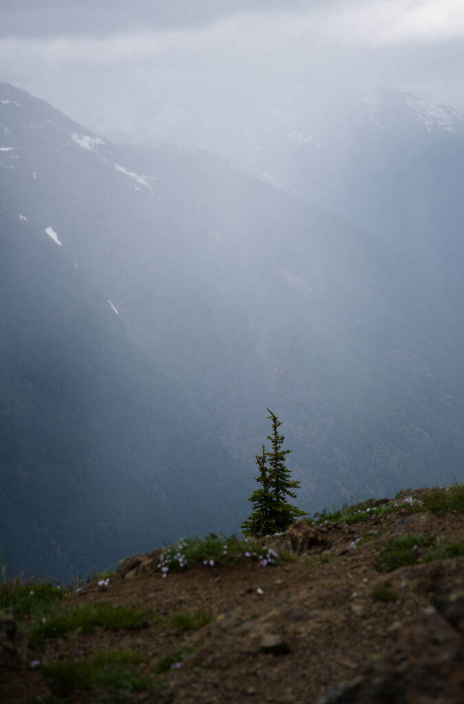 Solitary pine tree on rugged hillside with wildflowers overlooking misty foggy mountains wallpaper