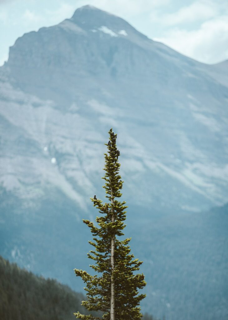 Solitary pine tree on misty mountain background serene conifer forest peaceful nature wallpaper