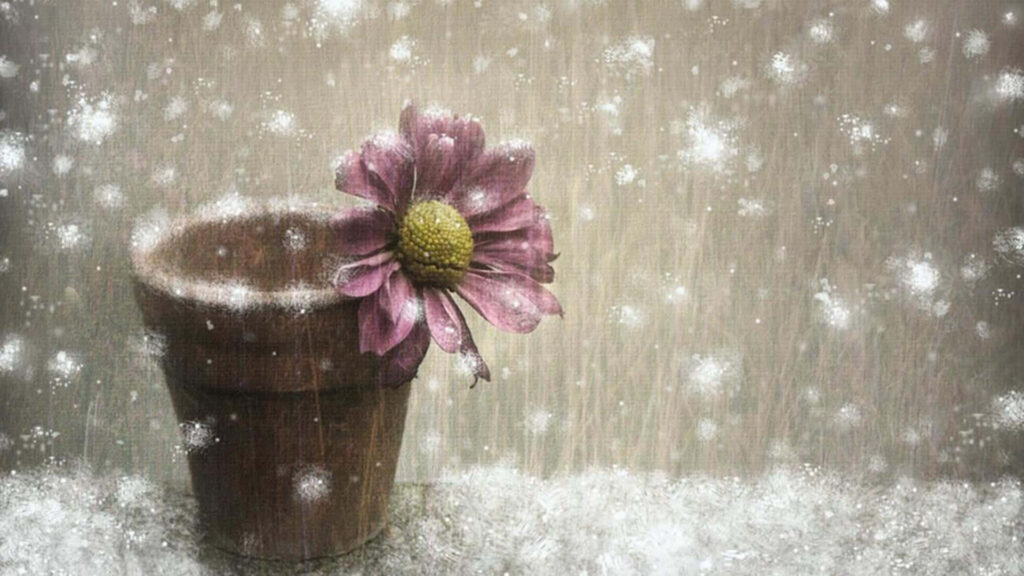 Pink Flower in Rustic Pot: Graceful Beauty Amidst Winter Snowflakes Wallpaper