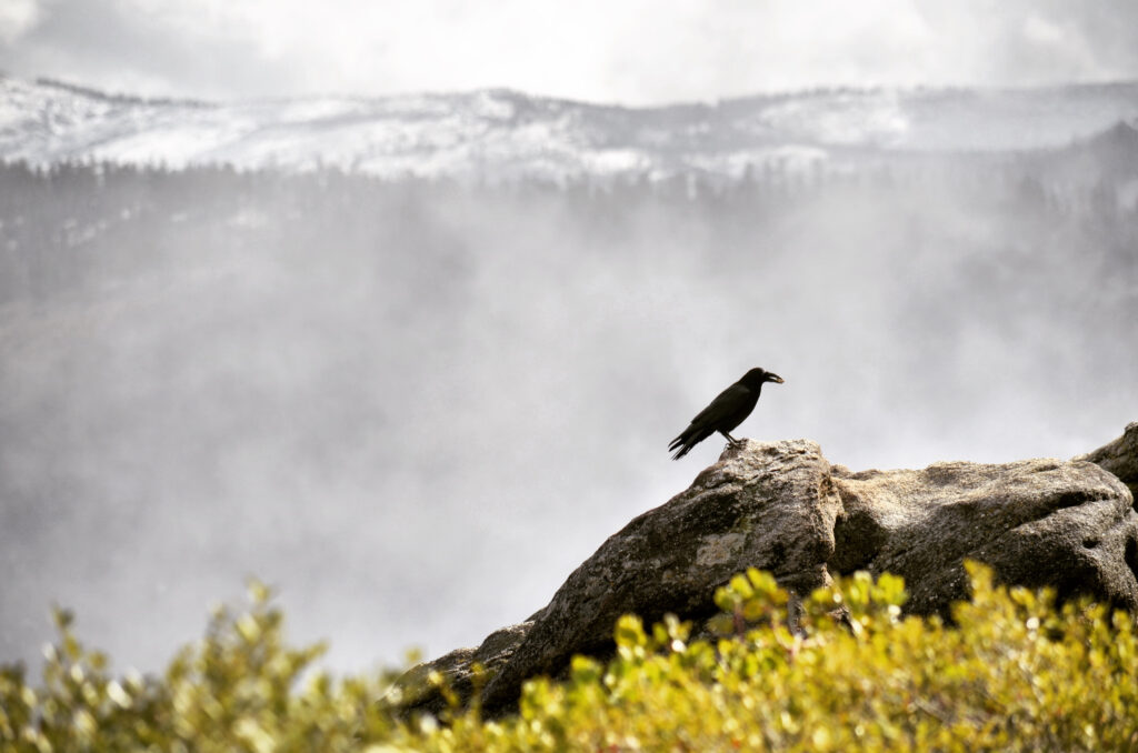 Misty Mountain Raven Wallpaper – Serene Nature Background