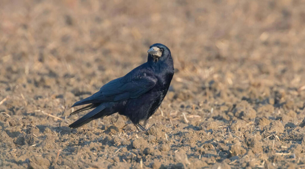 Solitary Rook in Open Field: Glossy Feathers Amidst Earth Tones Wallpaper