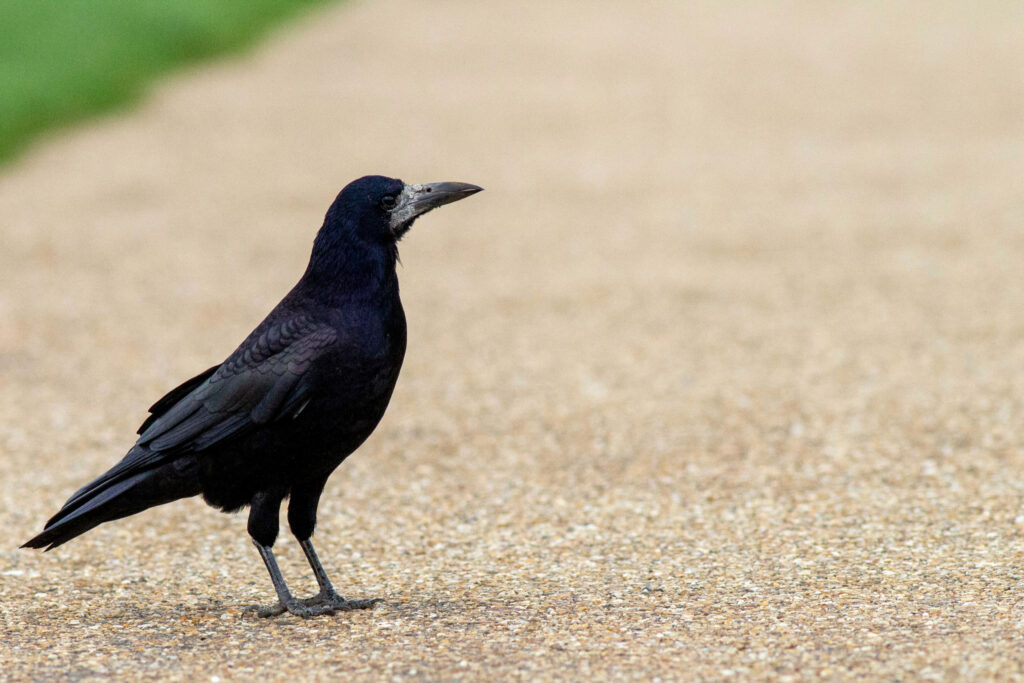 Solitary Rook on Gravel Pathway: A Contrast of Nature & Stillness Wallpaper