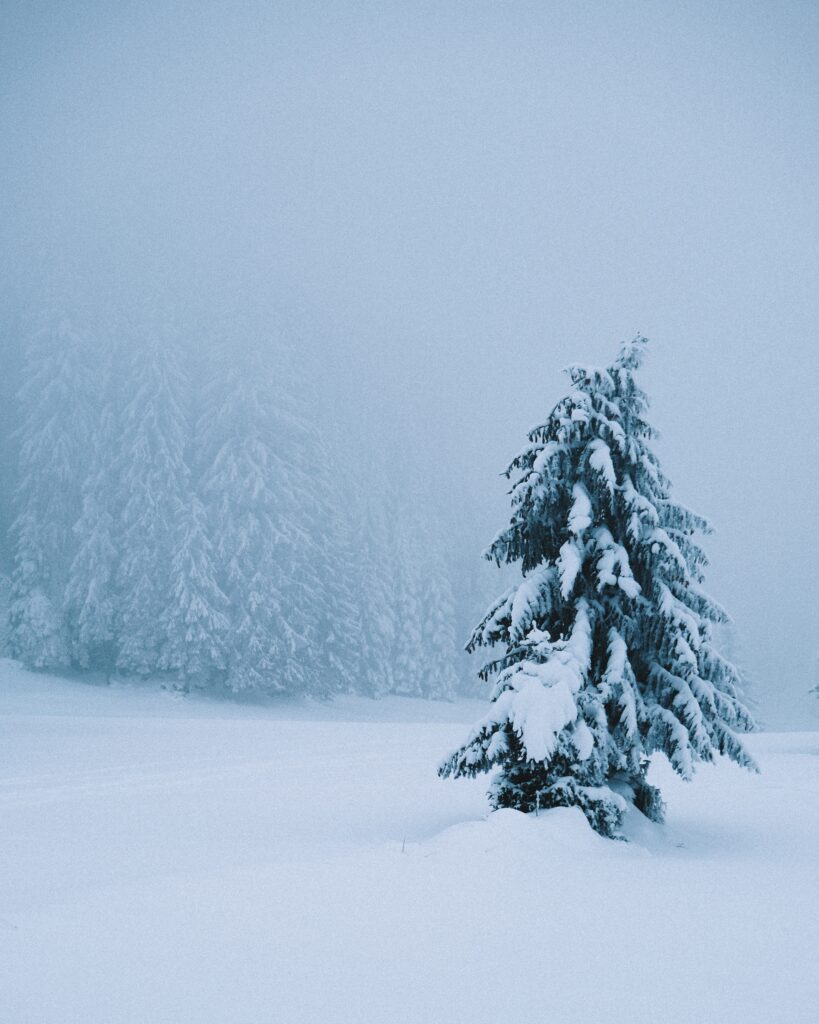 Solitary snow-covered spruce tree in blizzard with misty forest silhouettes winter wallpaper background