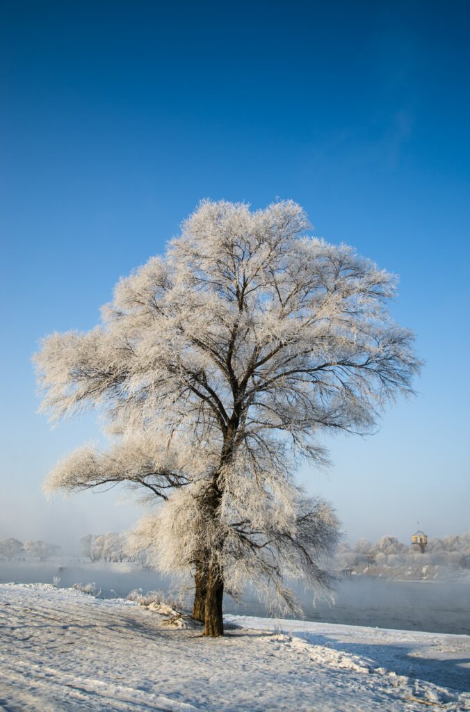 Solitary snow-covered tree with frosted branches against clear blue winter sky landscape background Wallpaper