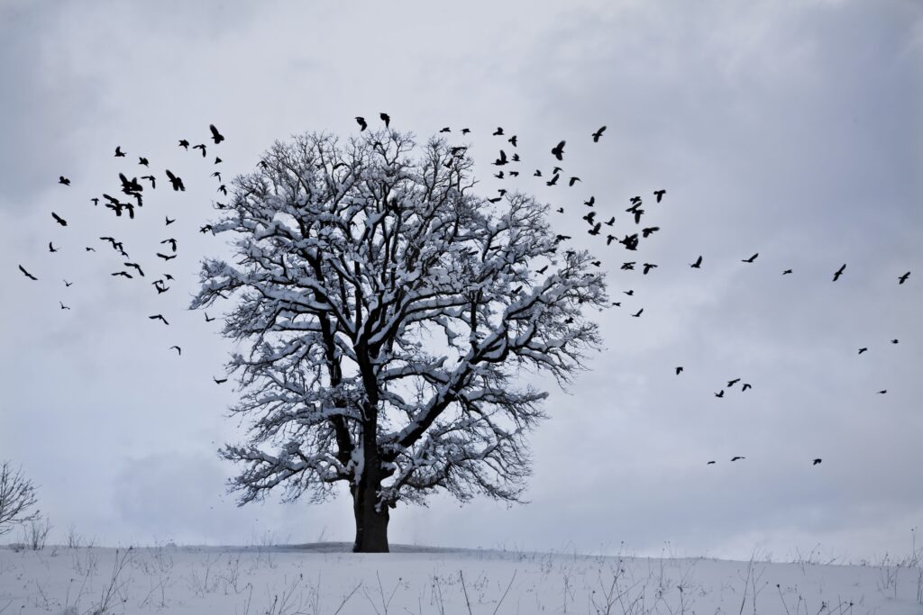 Snow-covered solitary tree with birds taking flight on overcast winter landscape wallpaper