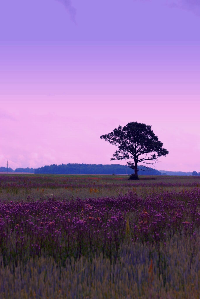 Solitary tree in wildflower field under dreamy purple sky serene minimalist nature landscape wallpaper