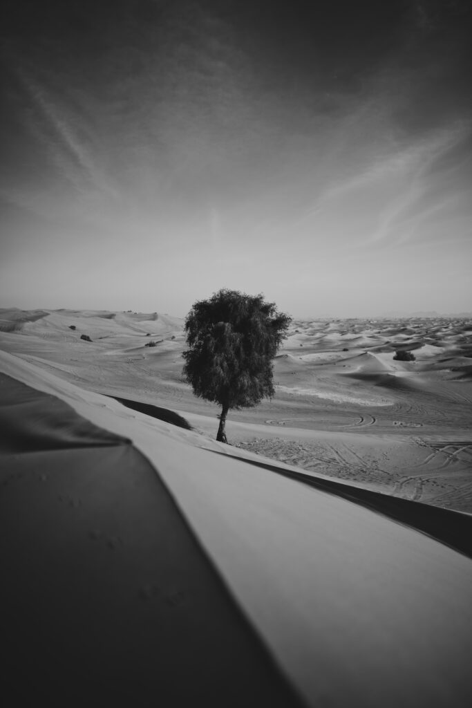 Stunning Black and White Wallpaper: Solitary Tree in Desert Dunes
