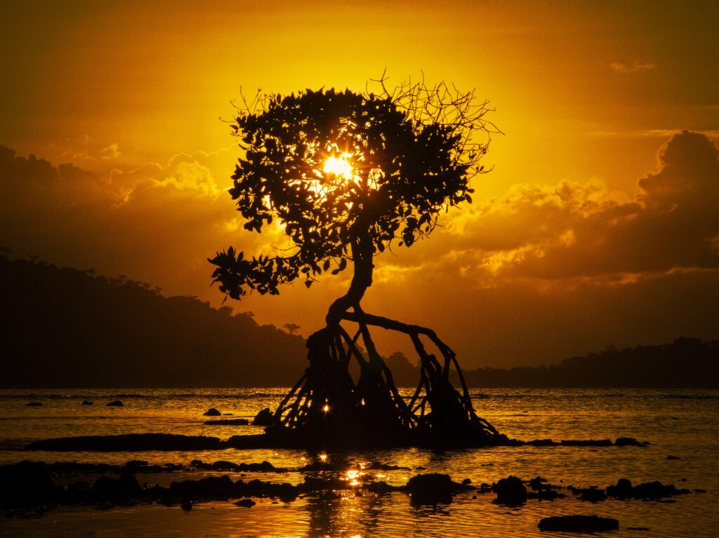 Solitary tree with exposed roots on Bali shore at sunset golden sky calm reflective water wallpaper