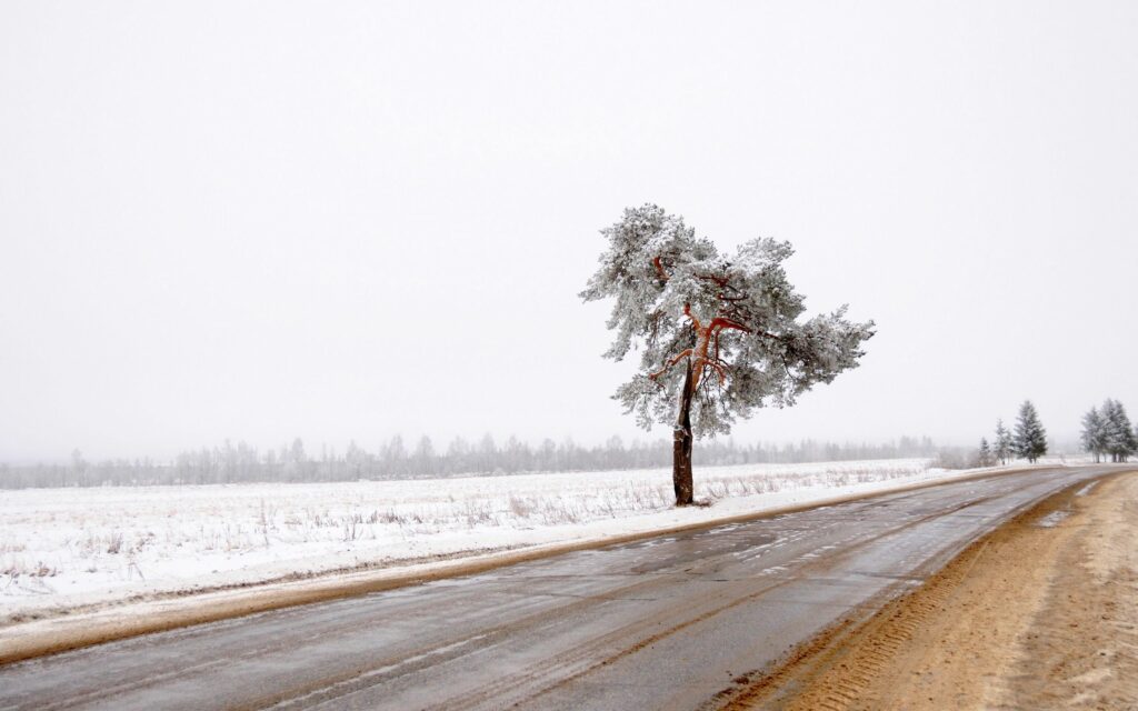 Solitary tree by snow-covered dirt road under pale winter sky minimalistic serene landscape Wallpaper