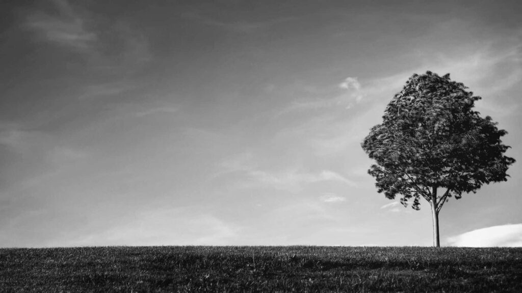 Tranquil Monochrome Wallpaper: Solitary Tree on Gentle Hill