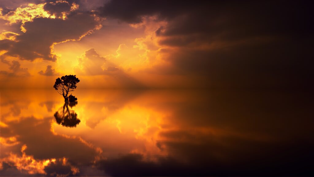 Solitary tree in calm shallow water with golden sunset reflection serene tranquil wallpaper background