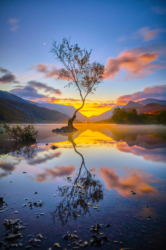 Solitary tree reflected in calm lake at twilight with colorful clouds and distant mountains wallpaper