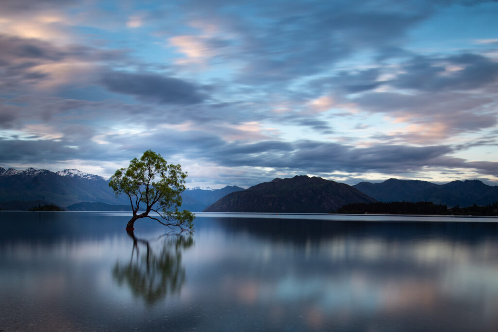 Solitary tree with green leaves reflecting on calm lake surrounded by mountains and pastel sky Wallpaper
