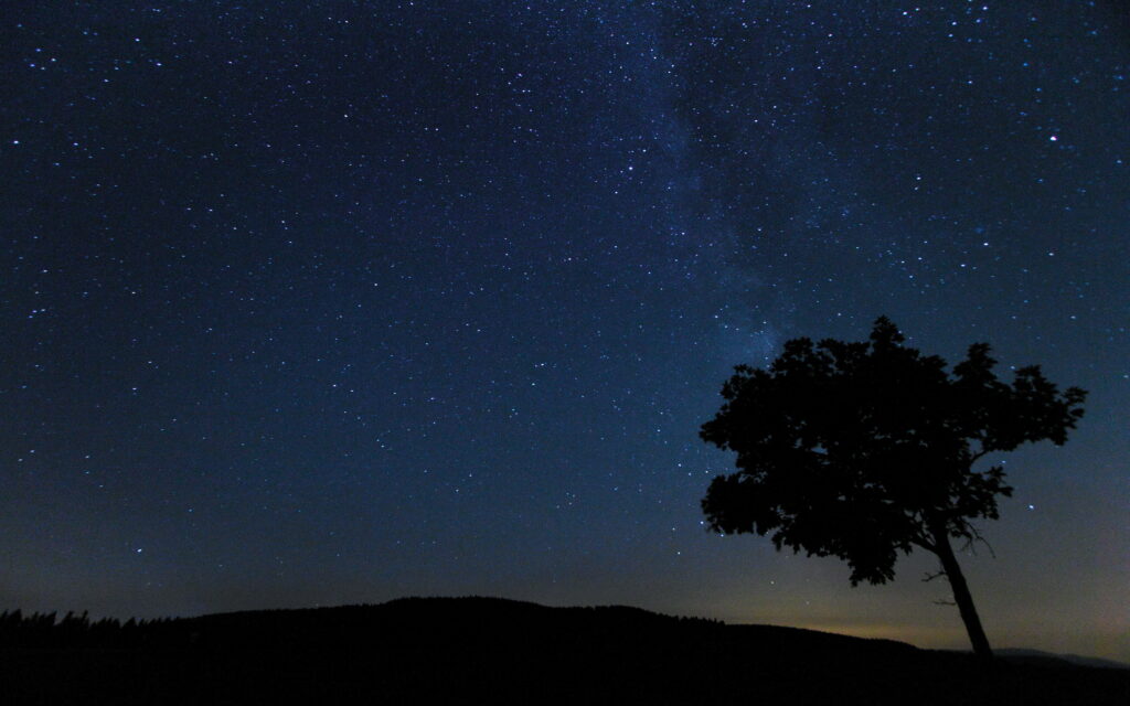 Solitary tree silhouette under starry night sky deep blue serene nature wallpaper background