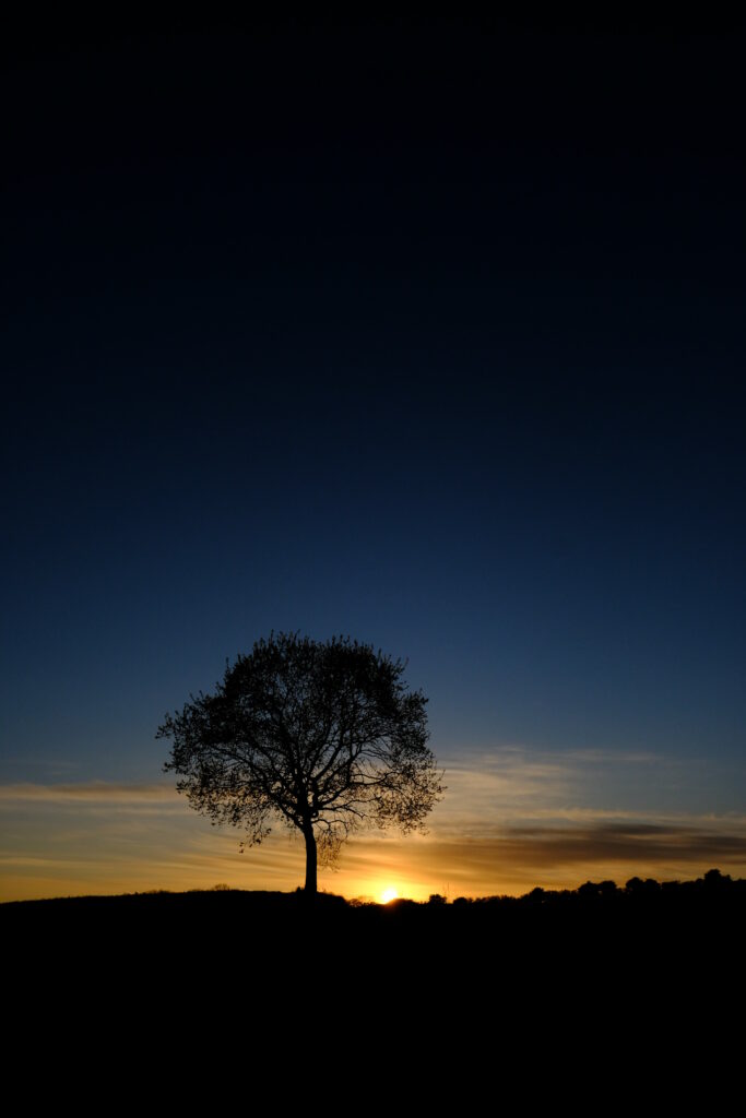Silhouette of solitary tree with intricate branches against vivid sunset sky and serene landscape Wallpaper