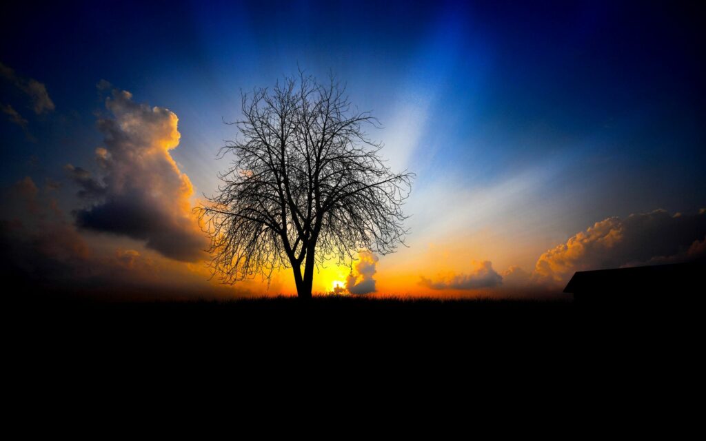 Solitary tree silhouette at vibrant sunset with golden light rays and colorful sky background Wallpaper